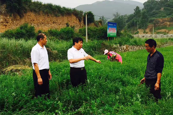 李安平(中)和农夫探求中药材种植 李安平(中)和农夫探求中药材种植