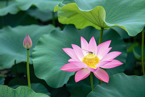 ������Ե-�ٷ���վ